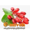 زرشک تازه