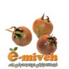 ازگیل
