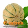 طالبی