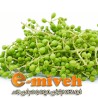 غوره
