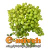 غوره